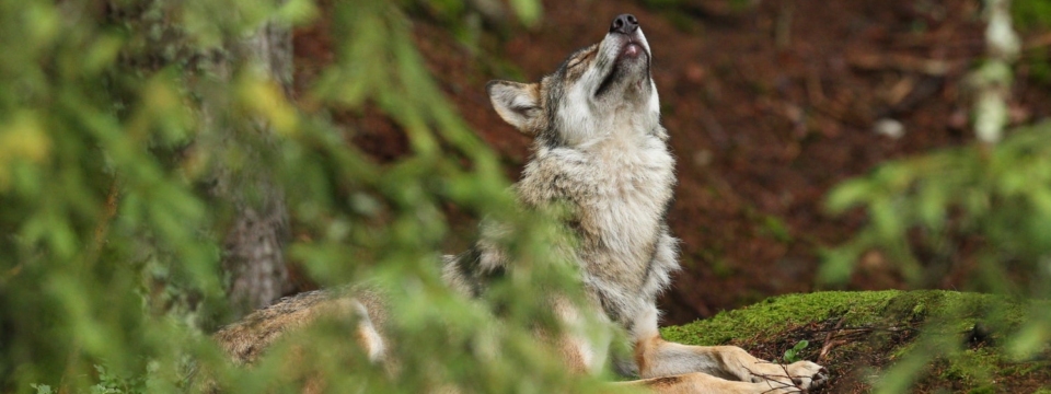 How to know the Behavior of the Spanish wolf